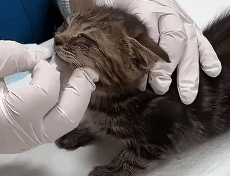 T0609055 From Near Death to Full of Life Watch This Kitten Incredible part2
