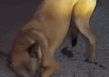 T0509068 Rescue stray cats rescue cute helpanimals love rescueanimals part2