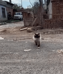 T0609058 The abandoned Ragdoll cat cat catsoftiktok rescuecat rescueanimals part2