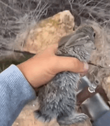 T1809044 saved Drowning Baby Bunny and Gave It New Home Rescue part2
