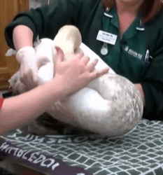 T0609062 This family rescued a goose stuck in fishhook animal rescueanimals part2