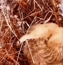 T1009058 two poor stray dogs part2