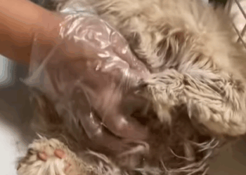 T0509032 Rescuing stray cat cats catsoftiktok rescuecat rescueanimals part2