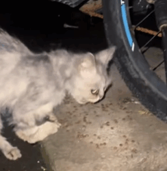 T0609056 Stray cat rescue cat rescuecat rescueanimals straycat help fyp part2