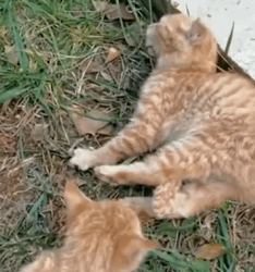 T1009056 Two poor cats ate medicine part2