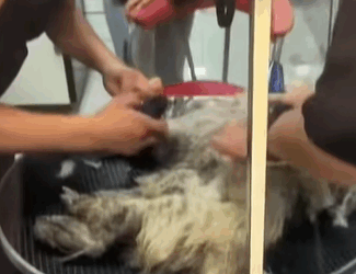 T0509074 Rescue stray dogs rescue cute helpanimals love dog part2