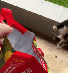 T0609060 Rescue stray cats cat catsoftiktok rescuecat rescuecat rescueanim part2