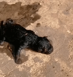 T1009054 lovely dog was abandoned in canal part2