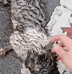 T1809032 rescue poor cat animalsoftiktok pets pet part2