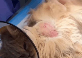 T0509062 Strong Stray Cat Xiao cat catsoftiktok rescuecat straycat part2