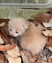 T0609057 From Stray to Family How Became This Kitten New Mama adoptdon part2