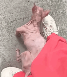 T1009024 Rescue poor kitten and then rescue animals fyp cat cats part2