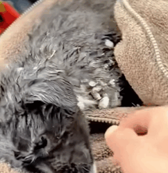 T1809040 Rescued What He Thought Was Puppy It Turned Into giant black part2