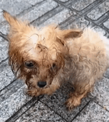 T0609054 Rescue a dog rescue animals adoptdontshop petlover dog cutedog part2