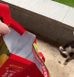 T1009012 Rescue stray cats cat catsoftiktok rescuecat rescuecat rescueanim part2