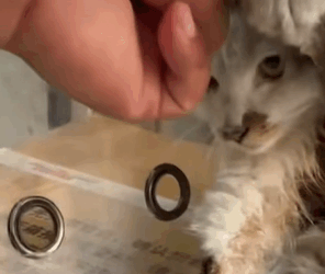 T0509055 Rescuing stray cat cats catsoftiktok rescueanimals rescuecat part2