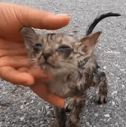 T1809028 Rescue Cat rescue rescuecat rescueanimals part2