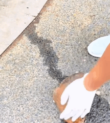 T0609097 The lucky dog was adopted by the young man and given good home part2