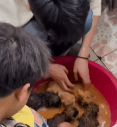 T0609053 Rescue dog rescue animals adoptdontshop petlover dog cutedog part2