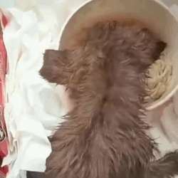 T1009051 Poor stray dog wandering down the highway part2