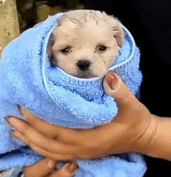 T1809039 Rescue puppy animals rescueanimals rescue animaloftiktok puppy part2