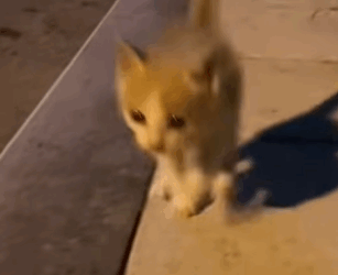 T0509069 Rescue stray cats rescue cute helpanimals love rescueanimals part2