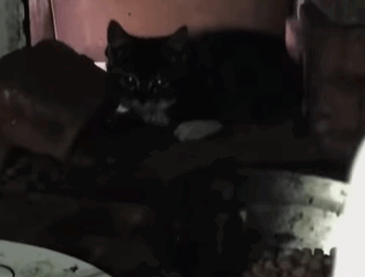 T0509078 Rescue stray cats rescue cute helpanimals love rescueanimals part2