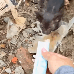 T1809027 Rescue Cat rescue rescuecat rescueanimals part2