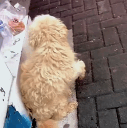 T1009049 The transformation of a wandering stray dog part2