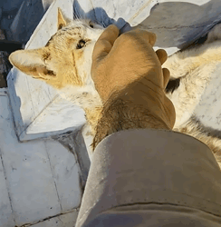 T1809030 Rescue family cat on the road animals rescue rescueanimals cats part2