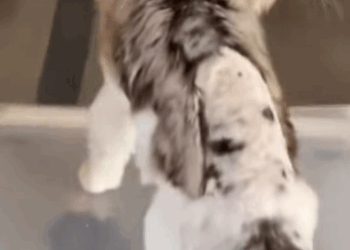 T0509037 Rescuing stray cats cats catsoftiktok cat rescueanimals rescuecat part2