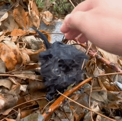 T1009041 A kitten that lost its mother in a storm was helped by a family part2