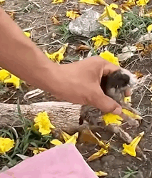 T1809031 Rescue kitten animals rescue rescueanimals fyp cat rescuecat part2