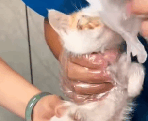 T0509030 Rescuing stray cats cats catsoftiktok cat rescueanimals rescuecat part2