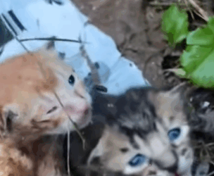 T0509058 Rescuing Stray Cats cat cats rescue rescuecat straycat catsoftik part2