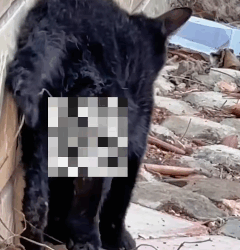 T1009053 Poor stray cat part2