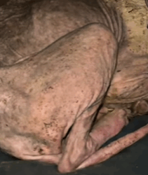 T1809016 parte 2100 rescue of an abandoned dog heroes rescue dog abandon part2