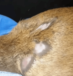 T2509016 We rescued deer that was trapped and then rescue animals rescu part2