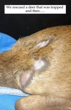 T2509016 We rescued deer that was trapped and then rescue animals rescu part2