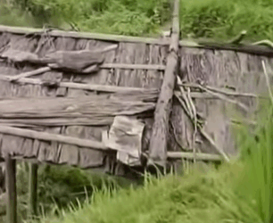 T0509060 cat catsoftiktok poorcat part2