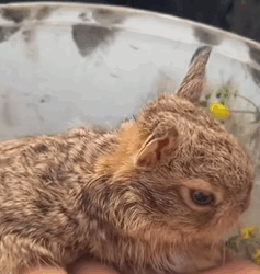 T1009040 A tray rabbit fell into a barrel and was fortunately helped and adopt part2