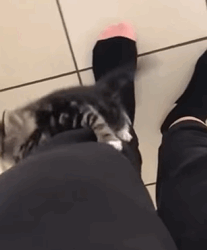 T1809002 To day is exactly year since adopted it part2