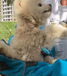 T2509040 Rescue Pomeranian puppy entangled in net ropes part2