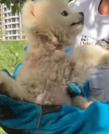 T2509040 Rescue Pomeranian puppy entangled in net ropes part2