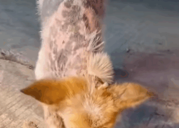 T0509075 Rescue stray dogs rescue cute helpanimals love dog part2