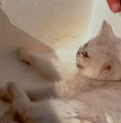 T1009044 Lucky stray cat gets help from a family and ends part2