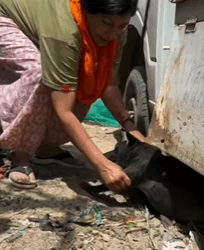 T1809012 parte 2257 rescue of an abandoned dog who is very ill dog rescue part2