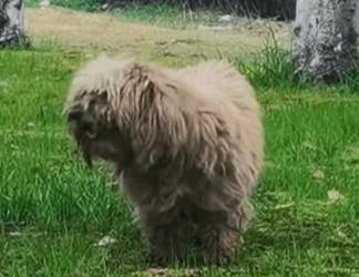 T0509073 Rescue stray dogs rescue cute helpanimals love dog part2