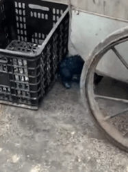 T2509011 While my wife was taking out the trash she accidentally saw poor part2