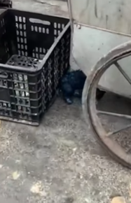 T2509011 While my wife was taking out the trash she accidentally saw poor part2